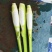 广东浙大一号茭白雪白无黑点现场挑货满意为止现挖现发承接批发