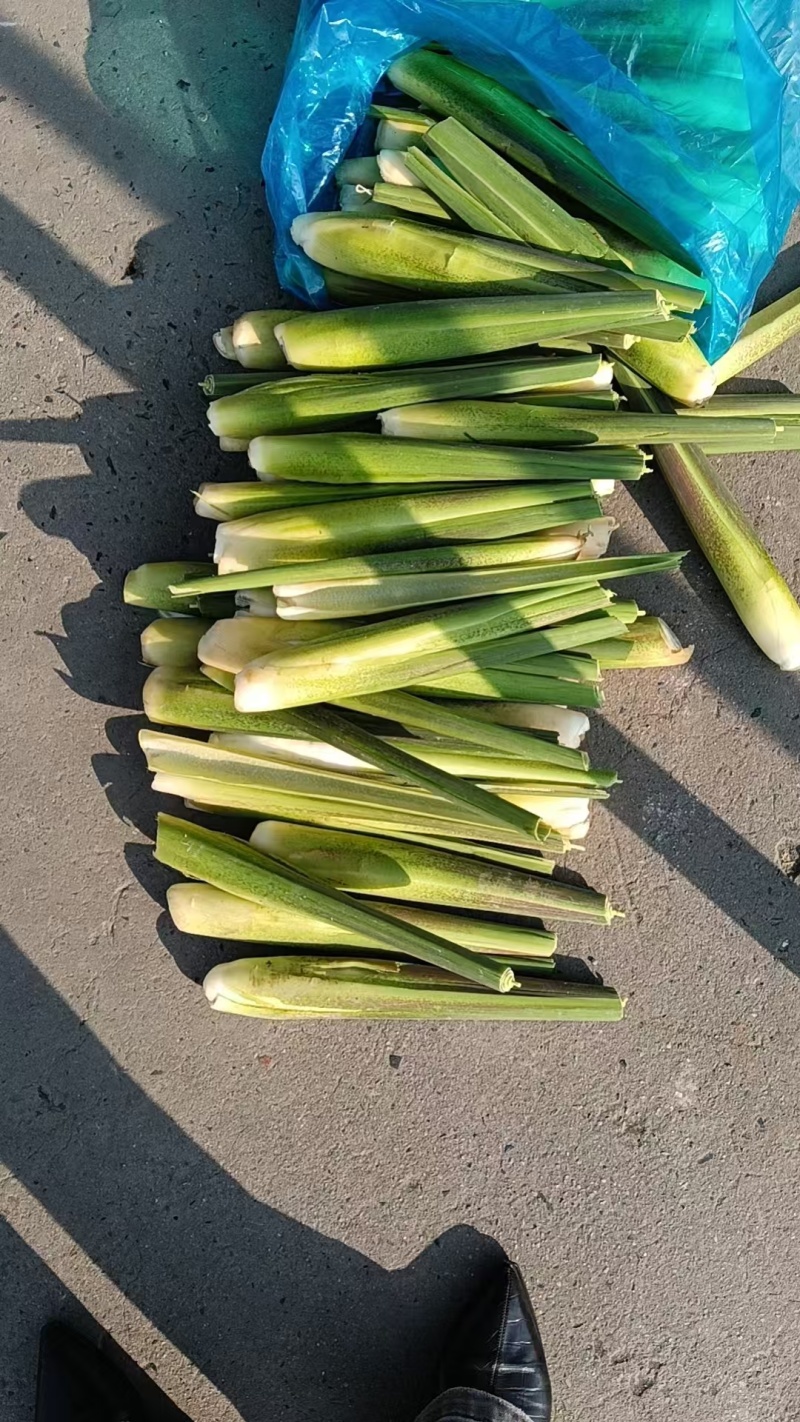 广东浙大一号茭白雪白无黑点现场挑货满意为止现挖现发承接批发