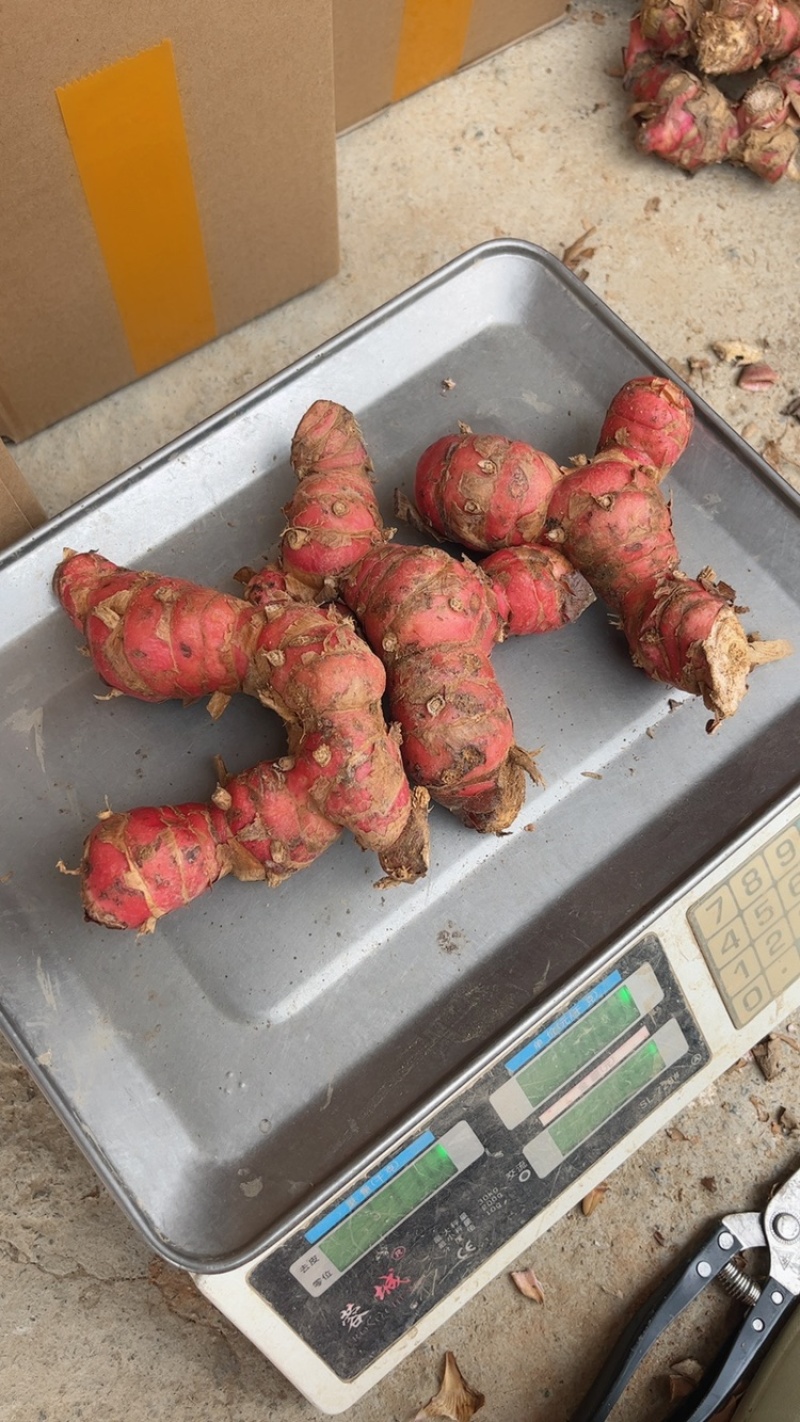 广东新鲜南姜良姜红皮山姜