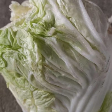 优质大白菜