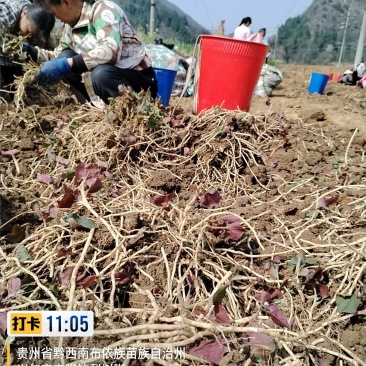 红叶折耳根