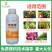 流体硼快速补硼促花芽分化增产增收