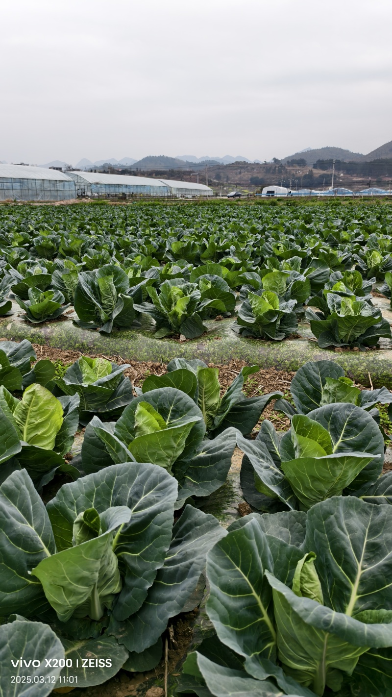 牛心甘蓝，品质保证货源稳定。每天可以正常接单6.8高栏车