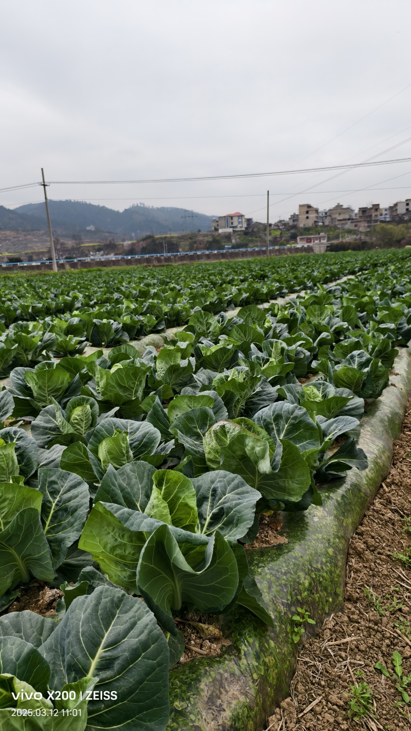 牛心甘蓝，品质保证货源稳定。每天可以正常接单6.8高栏车