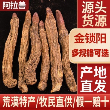 正品金锁阳条整根金锁阳个肉苁蓉正品泡酒整根淫羊藿泡酒料滋