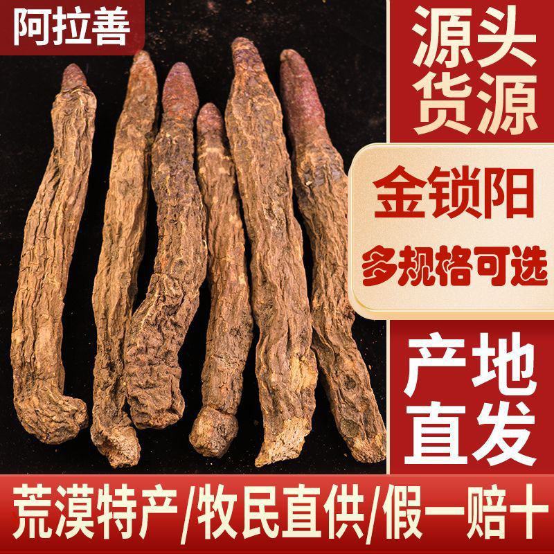 正品金锁阳条整根金锁阳个肉苁蓉正品泡酒整根淫羊藿泡酒料滋