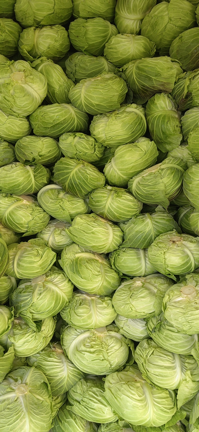 新鲜包菜，质量好，货源丰富，欢迎各位前来选购