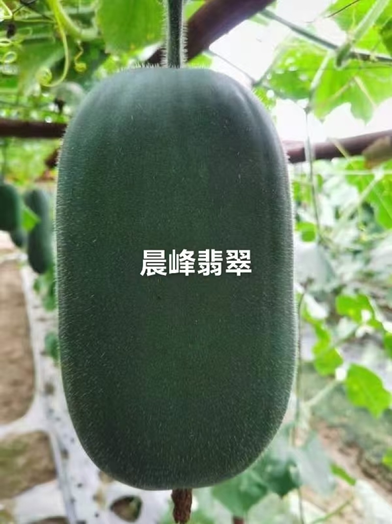 水果小冬瓜种子清爽脆甜黑皮绿肉实心冬瓜种子翡翠水果冬瓜种