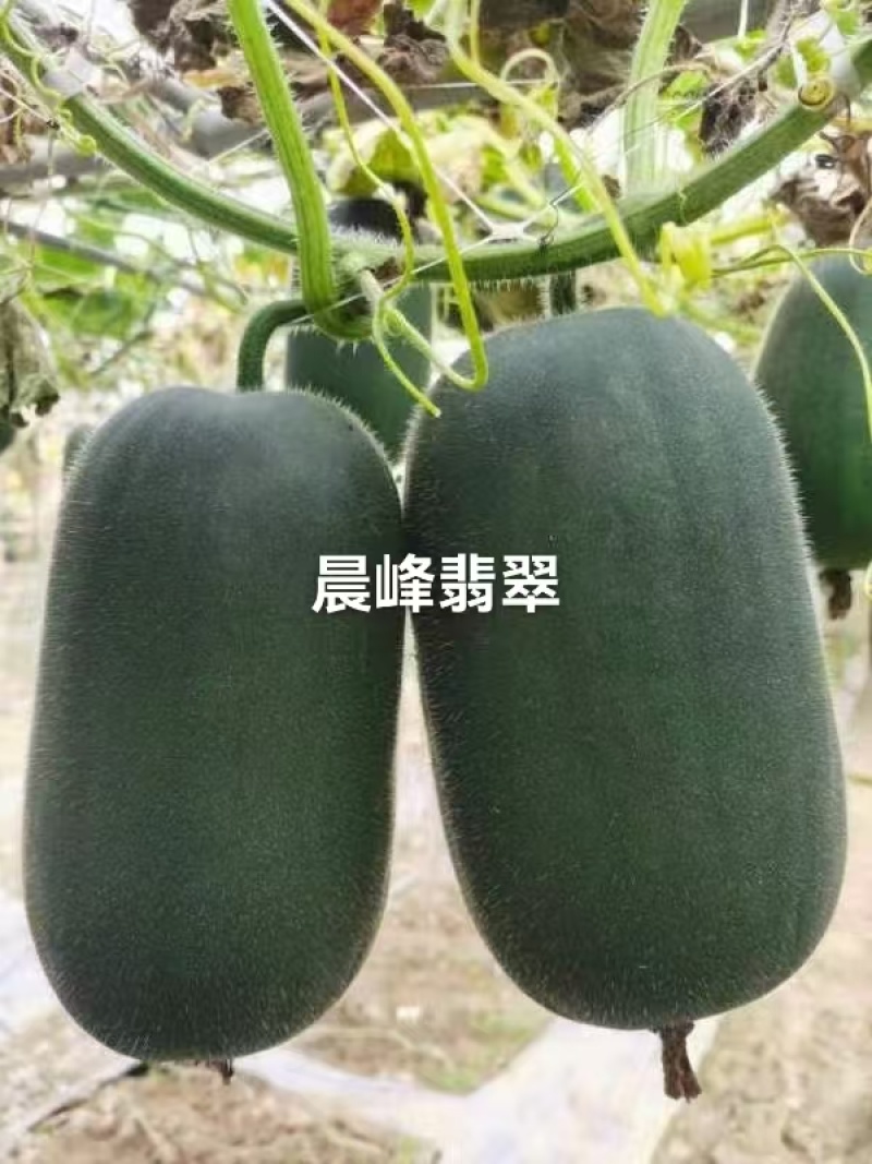水果小冬瓜种子清爽脆甜黑皮绿肉实心冬瓜种子翡翠水果冬瓜种