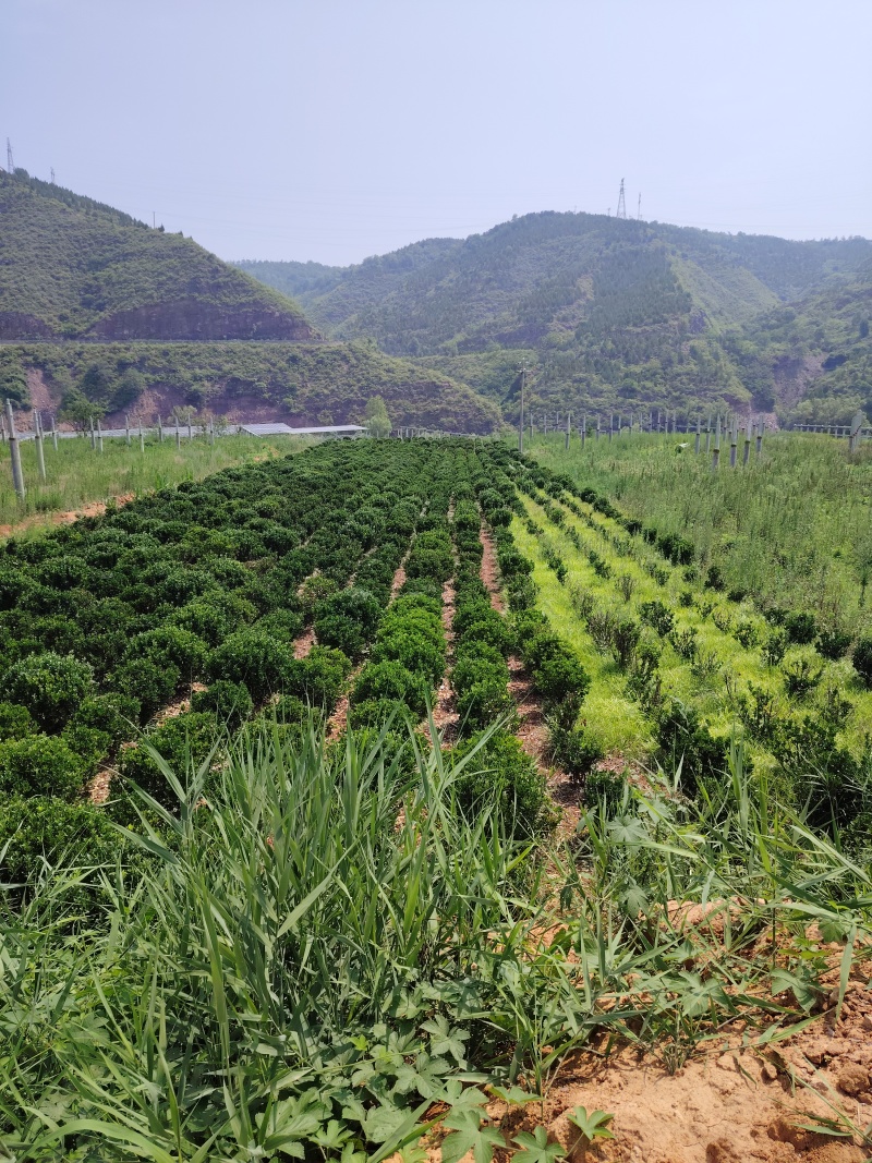 黄杨球