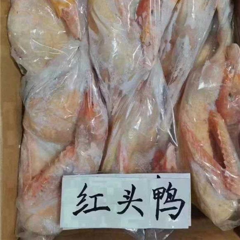 红头鸭大量供应保质保量新鲜发货，对接全国平台，量大从优