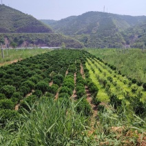 黄杨球