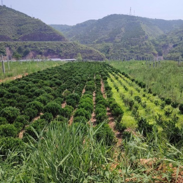 黄杨球