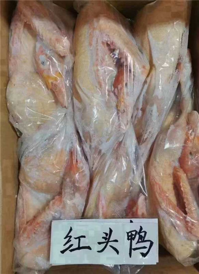 红头鸭大量供应保质保量新鲜发货，对接全国平台，量大从优