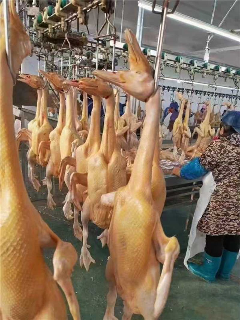 红头鸭大量供应保质保量新鲜发货，对接全国平台，量大从优
