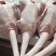 精品白条鹅大量供应，量大从优厂家直发，新鲜发货