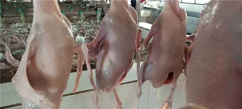 精品白条鹅大量供应，量大从优厂家直发，新鲜发货