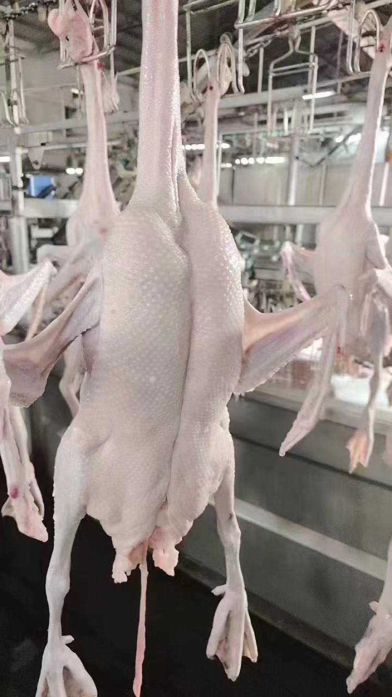 精品白条鹅大量供应，量大从优厂家直发，新鲜发货