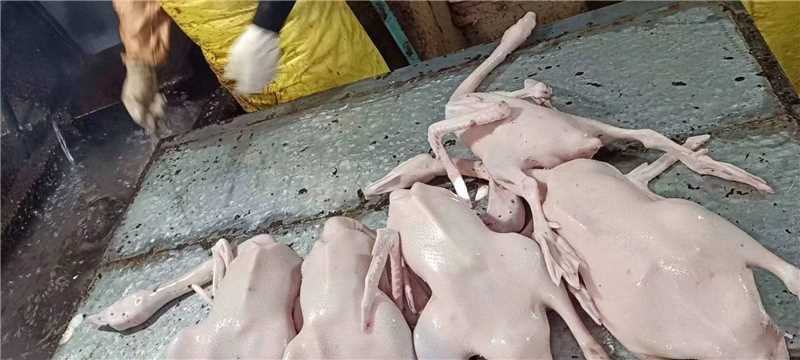 精品白条鹅大量供应，量大从优厂家直发，新鲜发货
