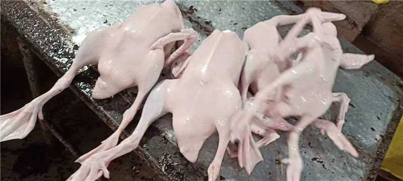 精品白条鹅大量供应，量大从优厂家直发，新鲜发货