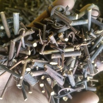 贵州钩藤产地直发品质优秀可视频看货欢迎选购