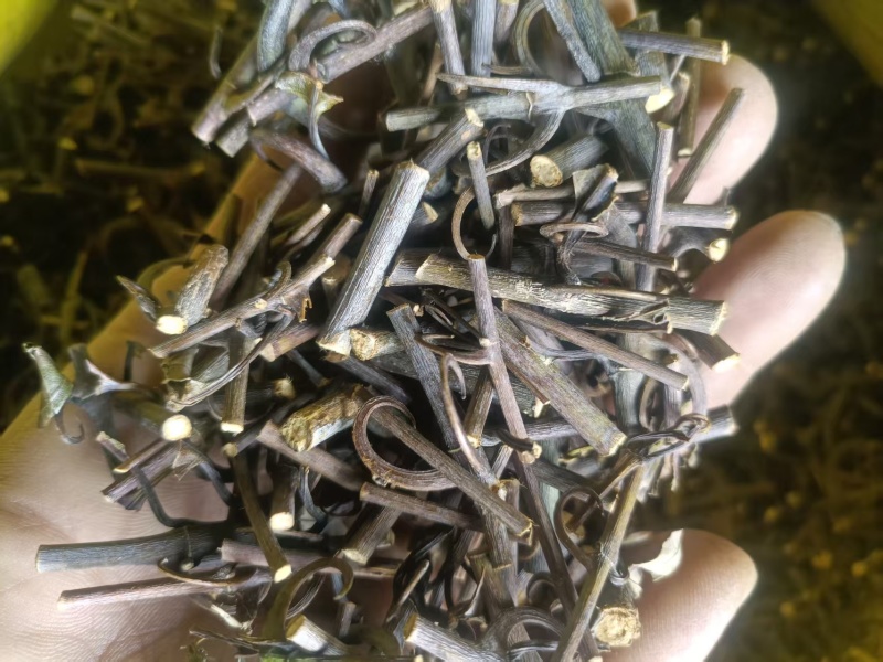 贵州钩藤产地直发品质优秀可视频看货欢迎选购