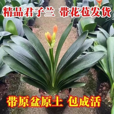 精品君子兰圆头和尚立板福建基地直销