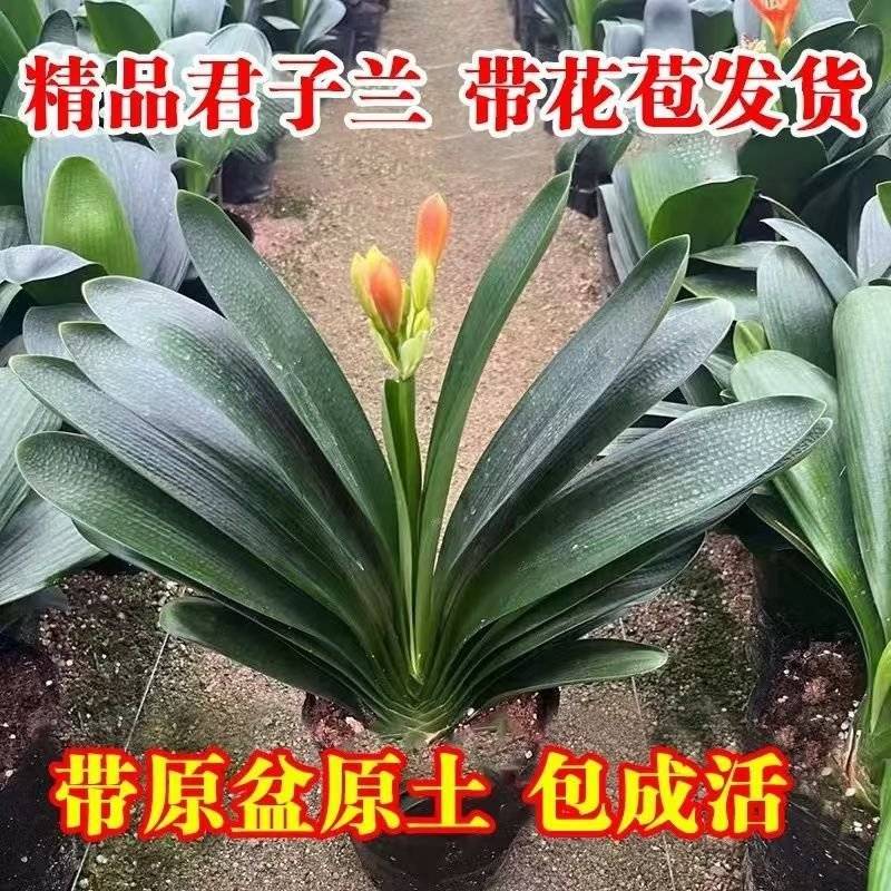 精品君子兰圆头和尚立板福建基地直销