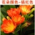 精品君子兰圆头和尚立板福建基地直销
