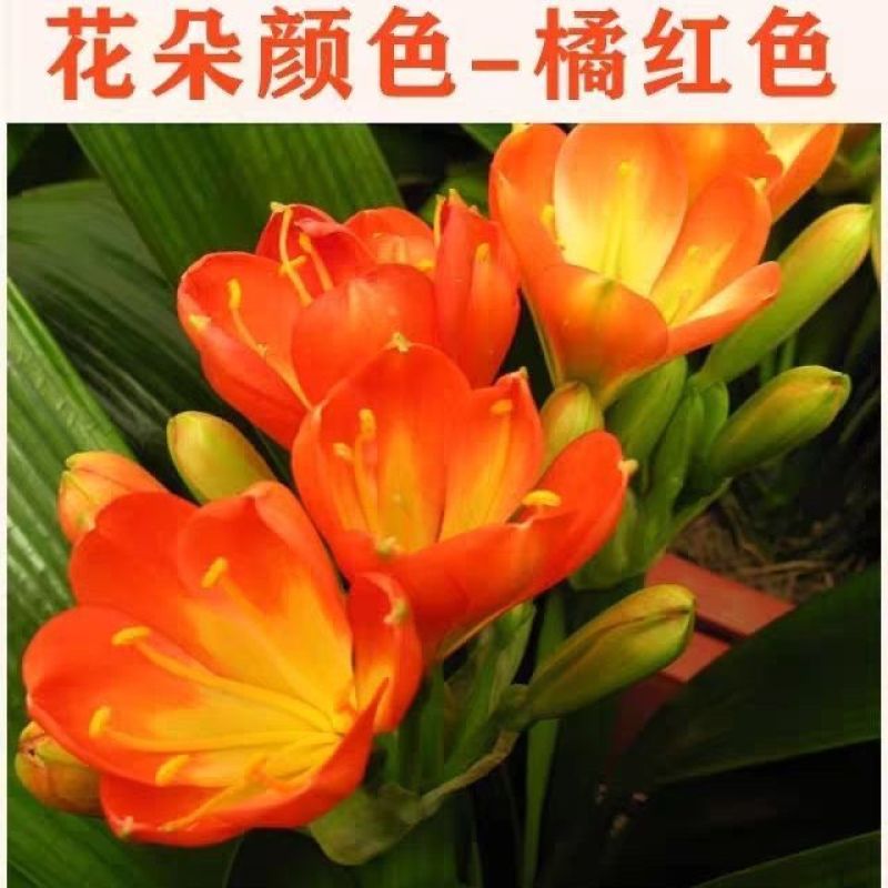 精品君子兰圆头和尚立板福建基地直销
