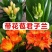 精品君子兰圆头和尚立板福建基地直销