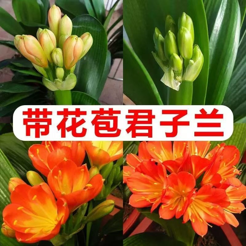 精品君子兰圆头和尚立板福建基地直销