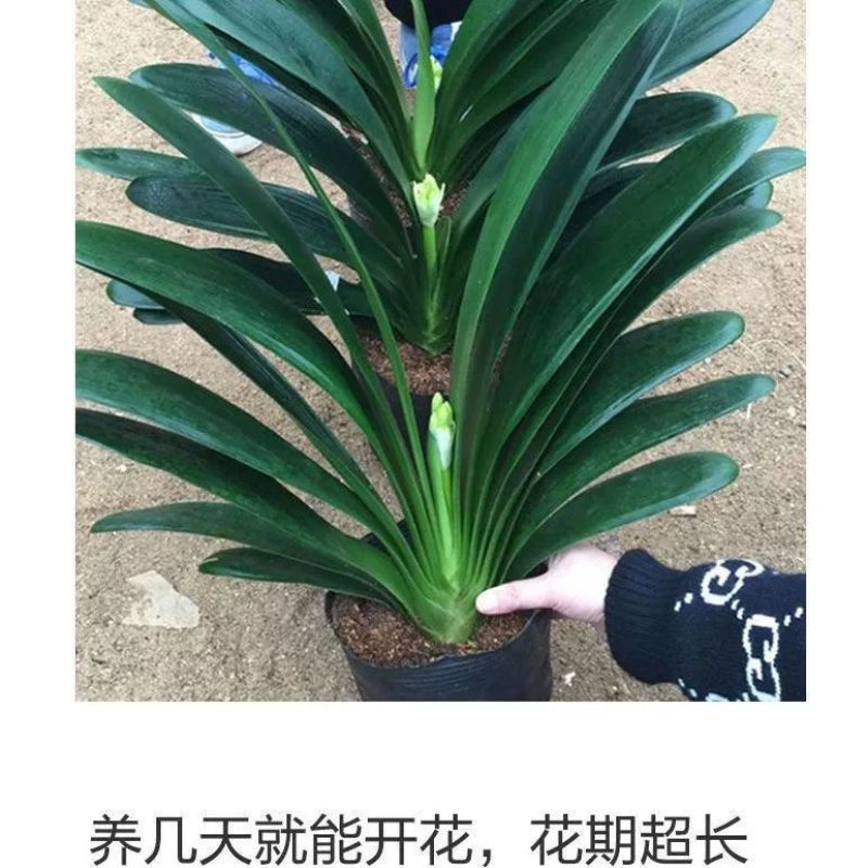 精品君子兰圆头和尚立板福建基地直销