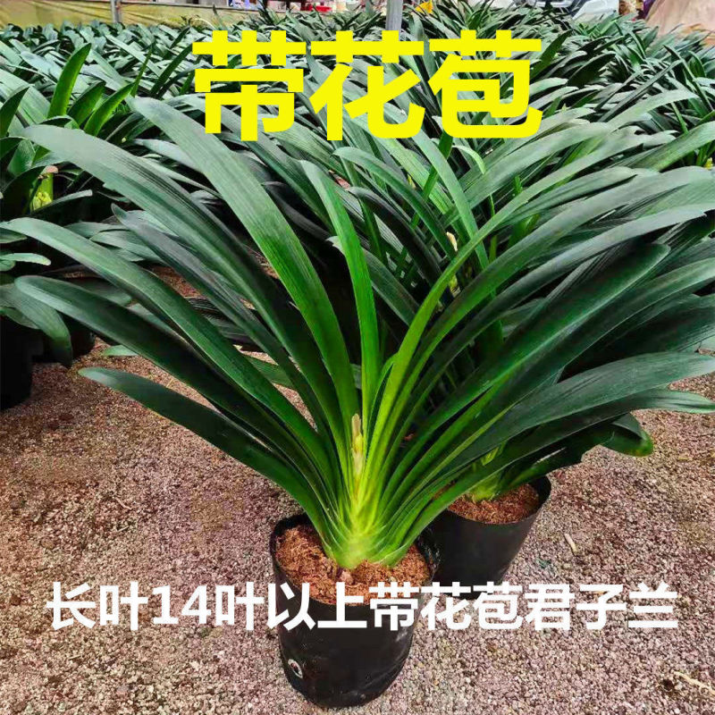精品君子兰圆头和尚立板福建基地直销