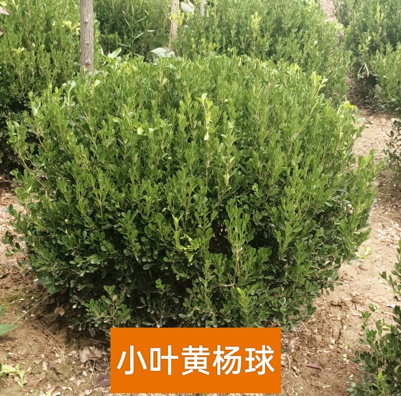 大量供应高山黄杨杯苗，小叶瓜子黄杨批发