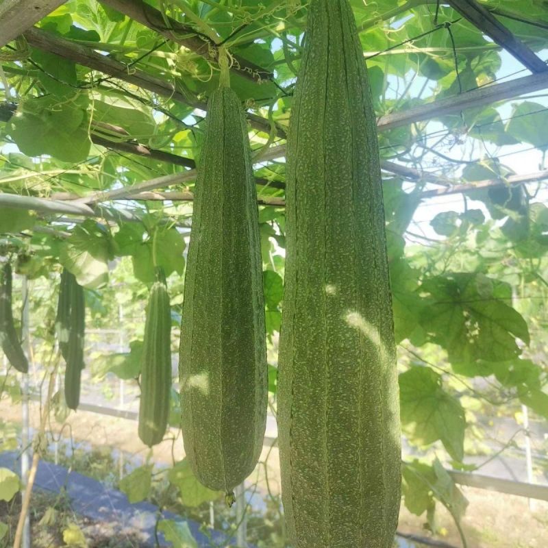 晨峰绿满田2号大肉花点丝瓜种子早中熟长条棱角丝瓜厚肉实心