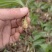 出售紫花宽叶毛慈菇种苗价格合理质量保证