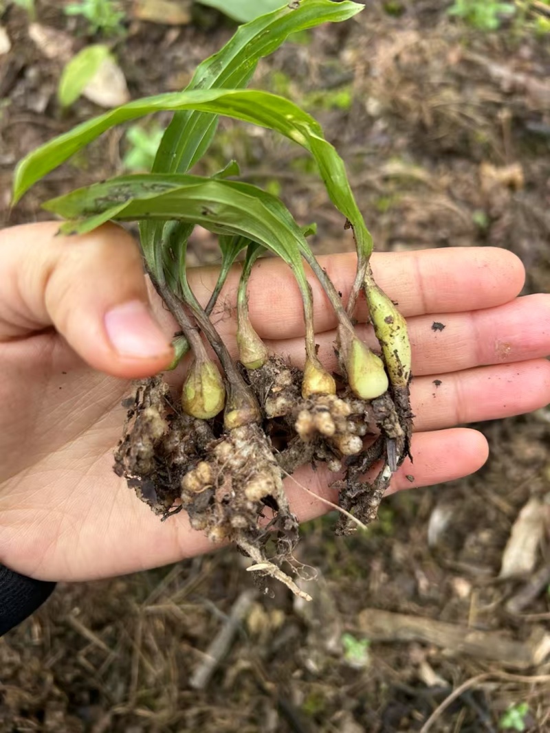 出售紫花宽叶毛慈菇种苗价格合理质量保证