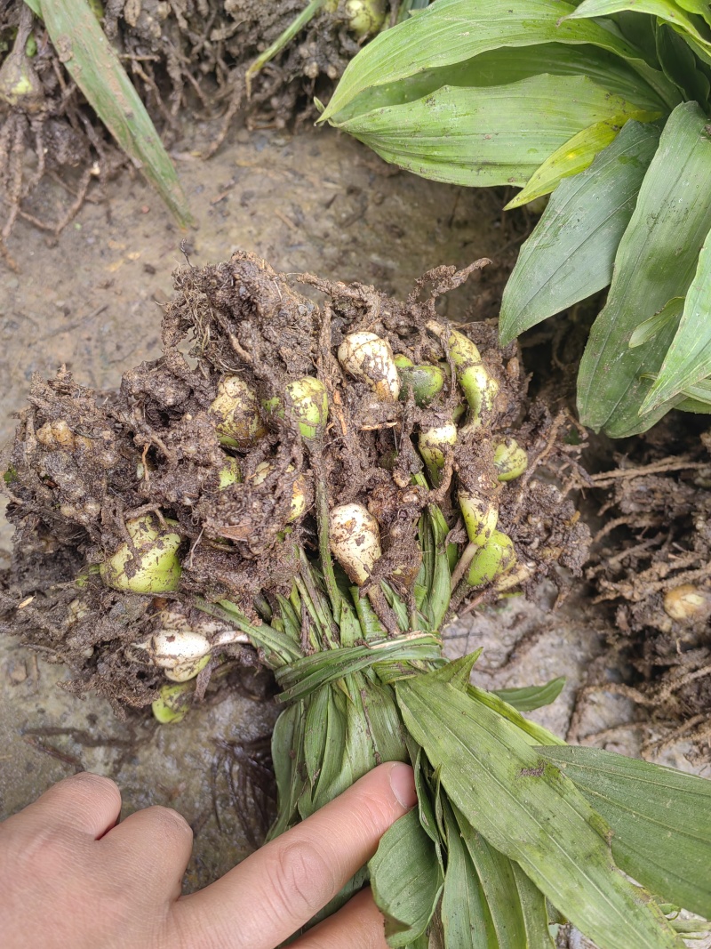 出售紫花宽叶毛慈菇种苗价格合理质量保证