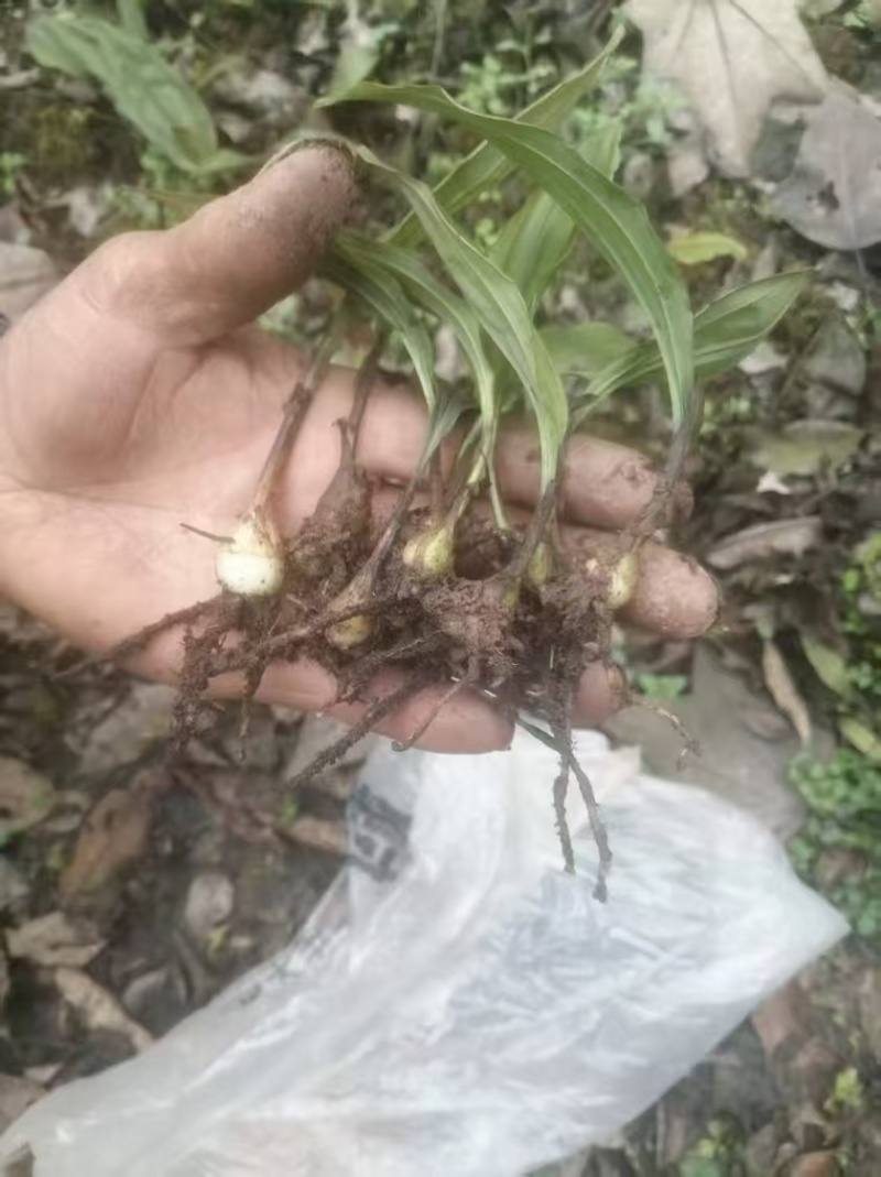 出售紫花宽叶毛慈菇种苗价格合理质量保证
