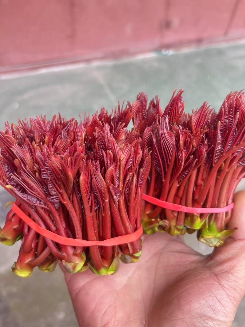 香椿芽