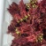 香椿芽