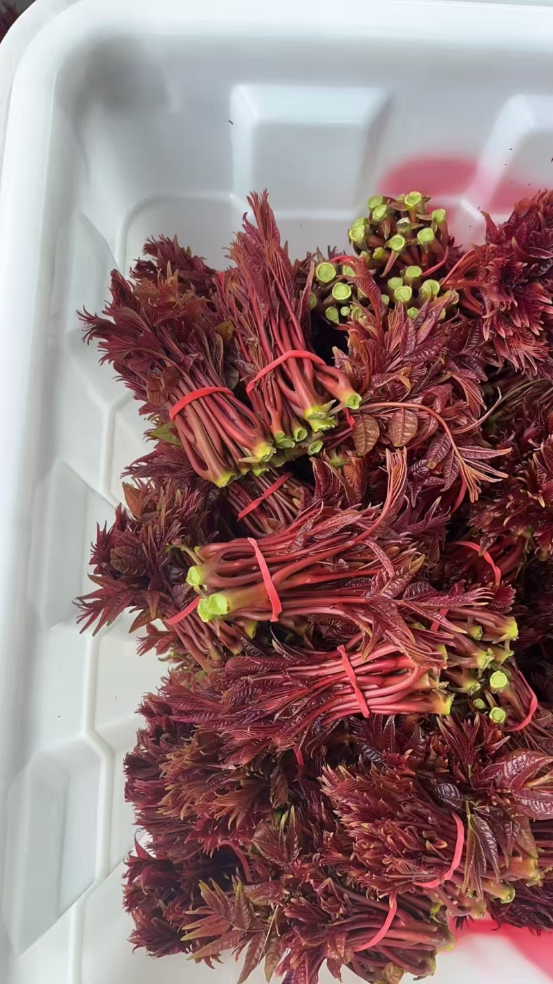 香椿芽