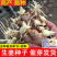 热卖【368高产王姜种】产地直发亩产过万专业技术指导