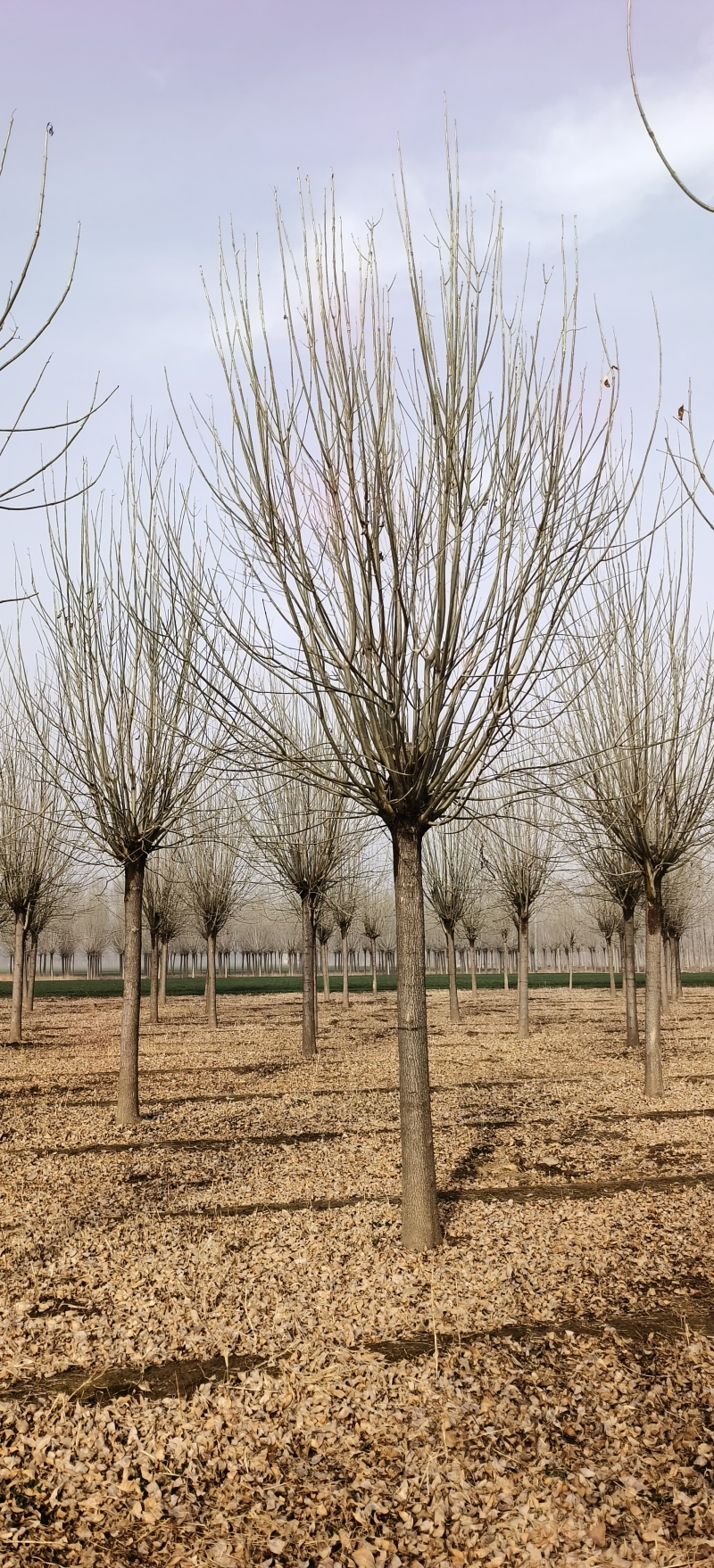 造型白蜡，18公分