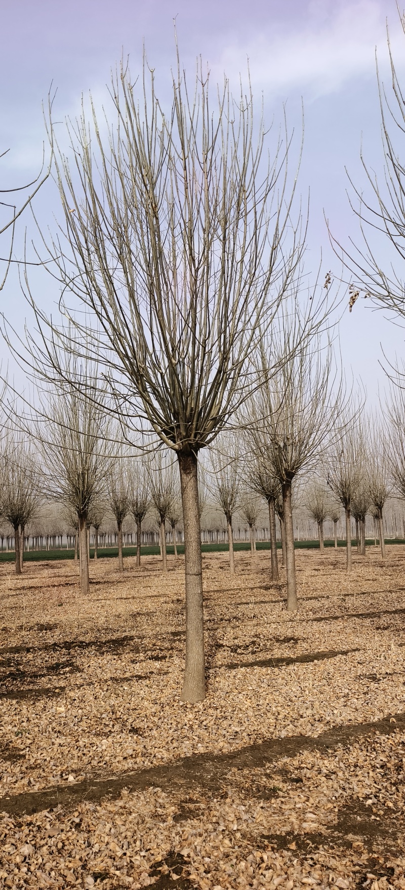 造型白蜡，18公分