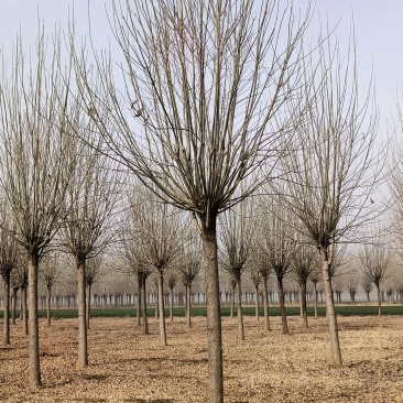 造型白蜡，18公分