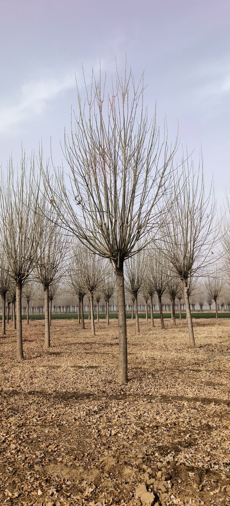 造型白蜡，18公分