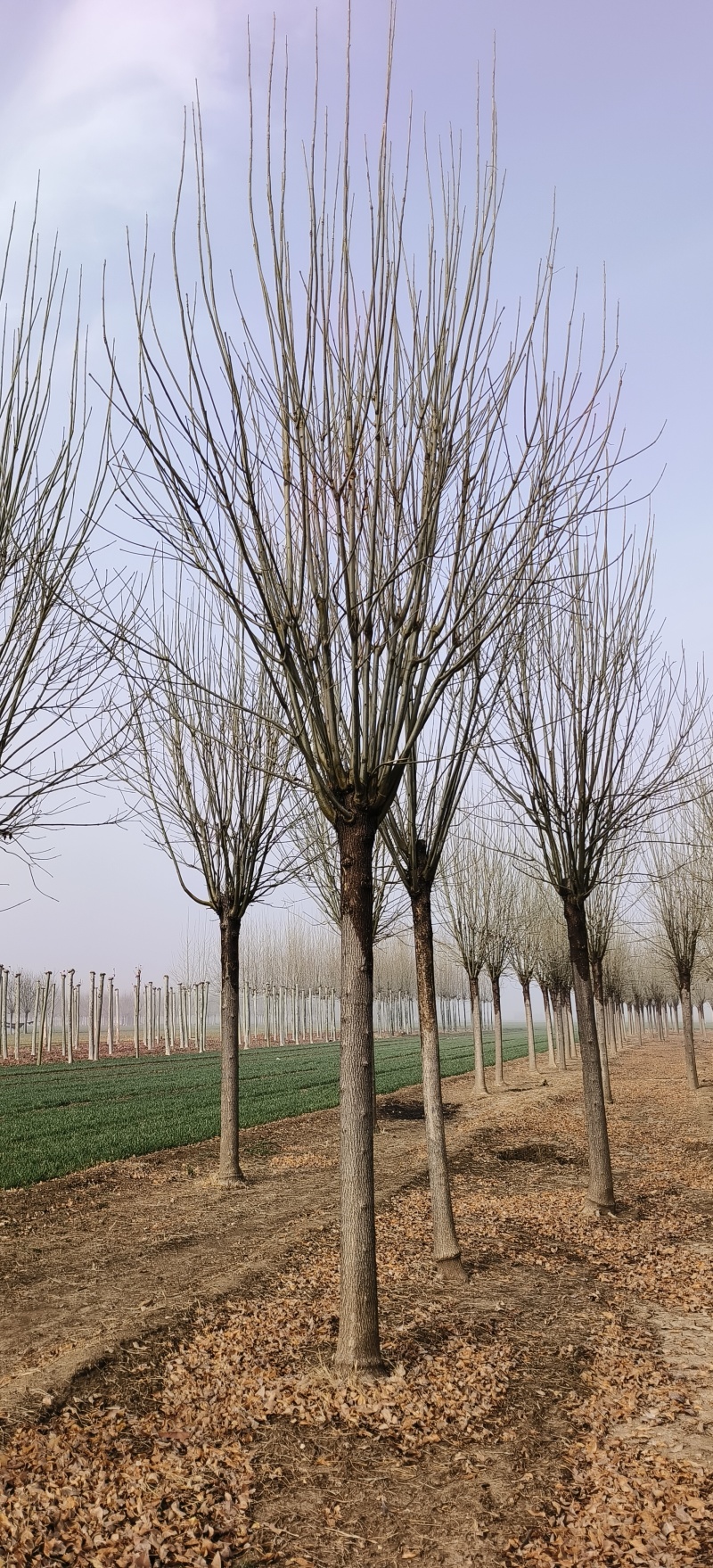 造型白蜡，18公分