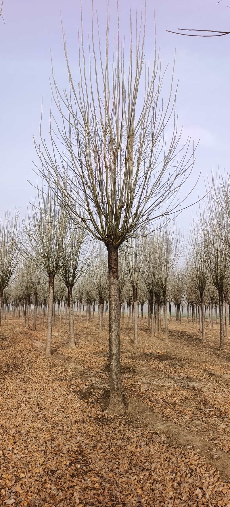 造型白蜡，18公分